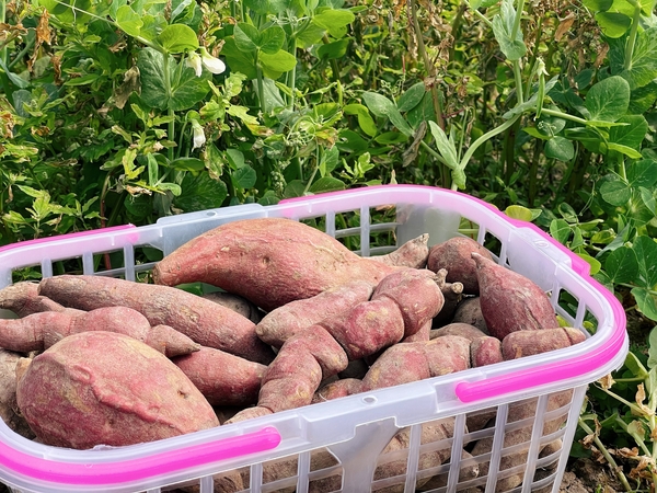 桂佳·一亩地瓜